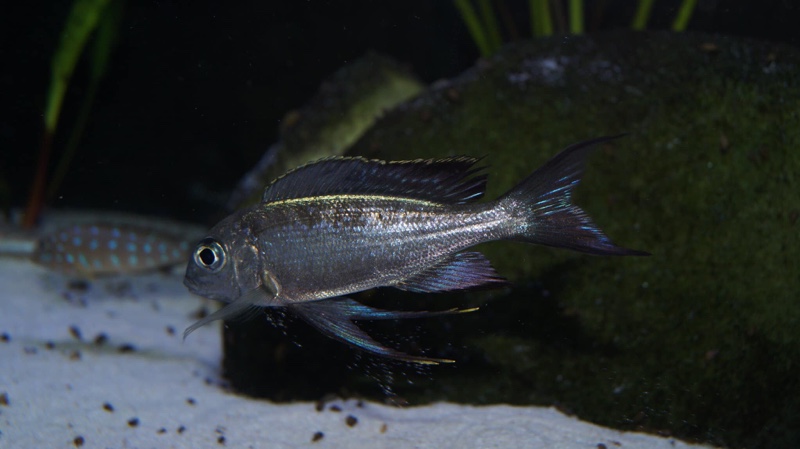 Cyathopharynx sp. 'neon streak' Kanoni